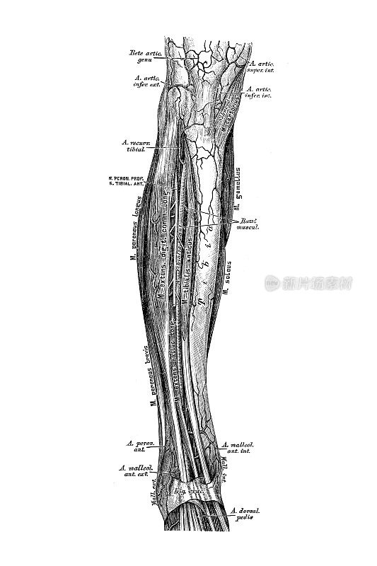 tibialis antitica的路线